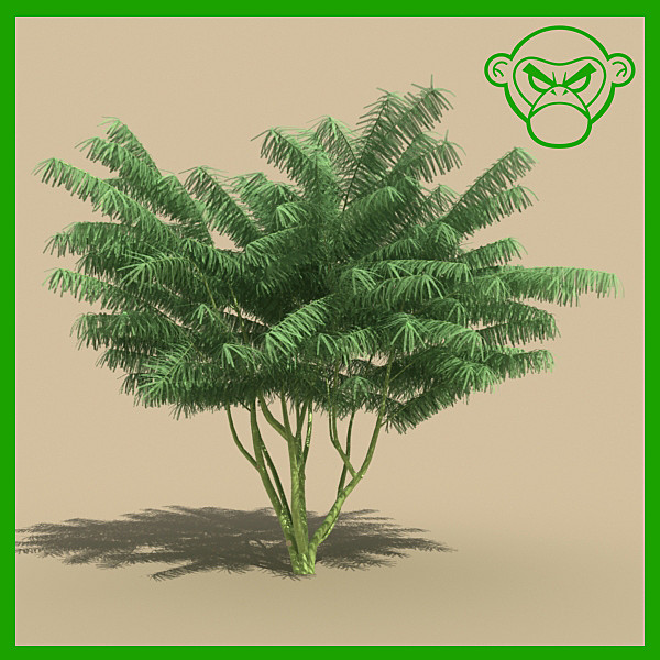 mexican palo verde 3D Models
