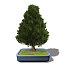 XfrogPlants Bonsai Hinoki Falsecypress