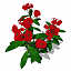 XfrogPlants Crown-of-Thorns