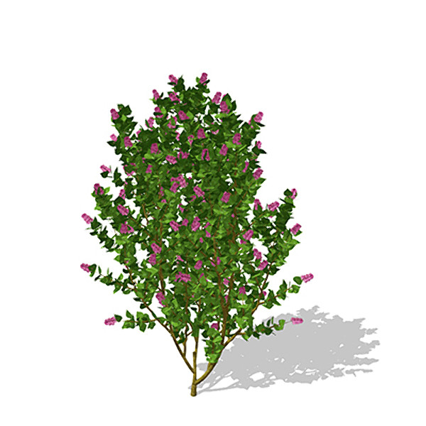 xfrogplants common lilac shrub 3d max - XfrogPlants Common Lilac by xfrog