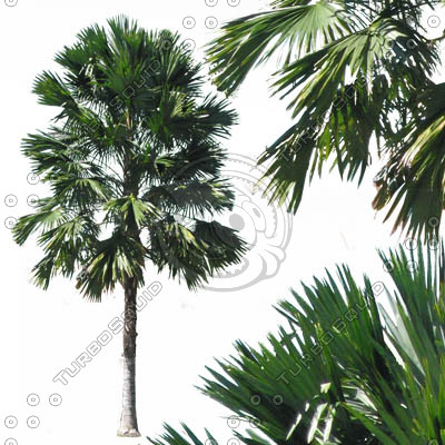 Palmyra palm, Toddy Palm, Lontar Palm
