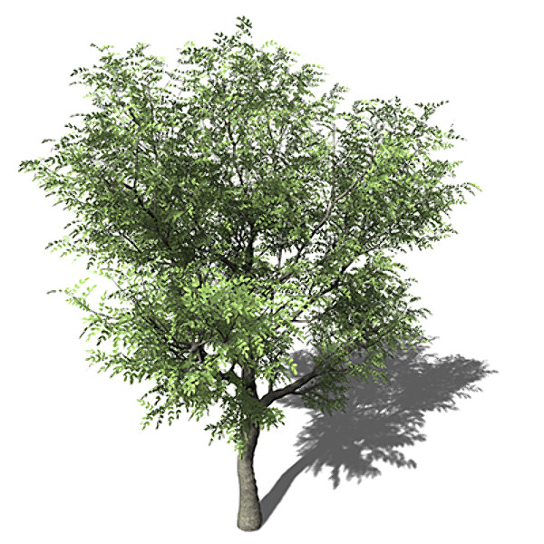 XfrogPlants Japanese Walnut 3D Models