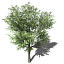XfrogPlants Japanese Walnut