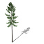 XfrogPlants Norway Spruce
