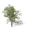 XfrogPlants Peach Tree