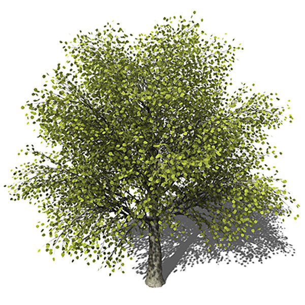XfrogPlants Katsura 3D Models