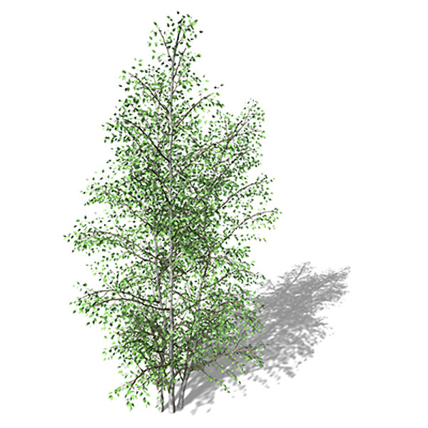 XfrogPlants Grey Birch Texture Maps