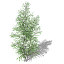 XfrogPlants Grey Birch