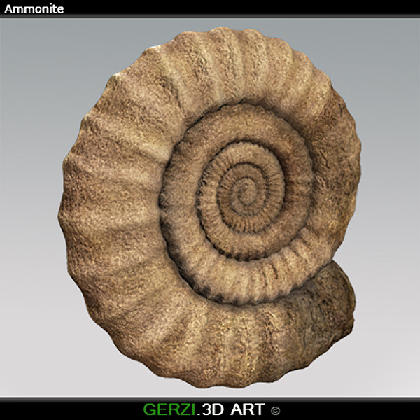 Ammonite Fossil 3D Models