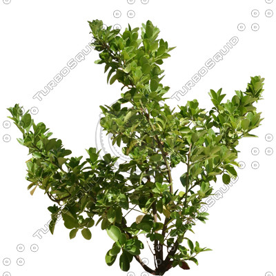 Bush_S_16.tga