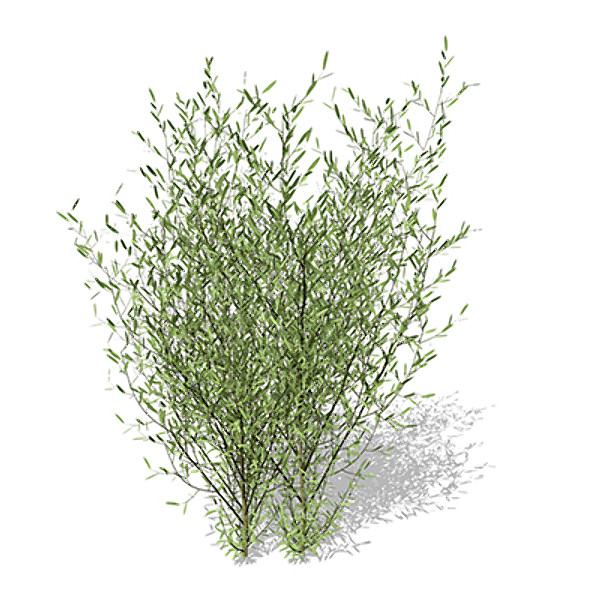 XfrogPlants Purple Willow 3D Models