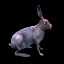 hare