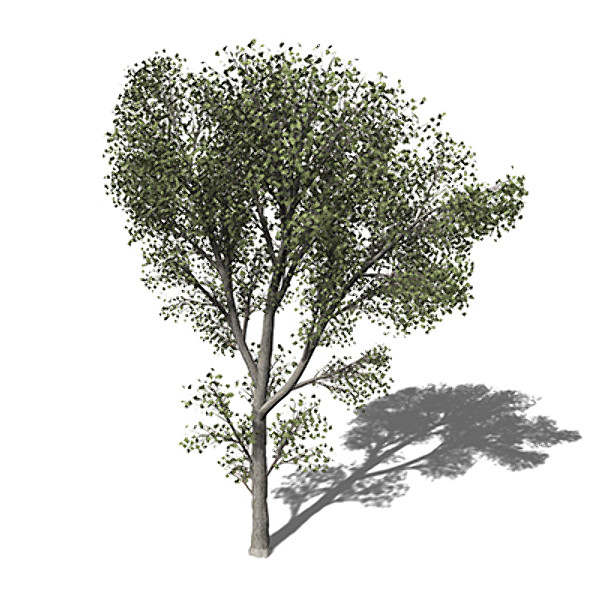 xfrogplants black poplar tree 3ds - XfrogPlants Black Poplar by xfrog