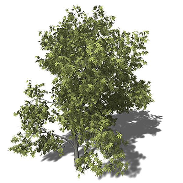 XfrogPlants Japanese Maple 3D Models