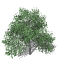 XfrogPlants Pecan