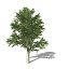 XfrogPlants European Beech