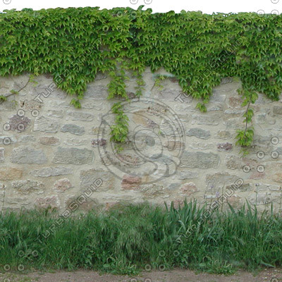 Stone wall with vine.jpg