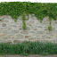 Stone wall with vine.jpg