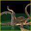 Giant Pacific Octopus (Enteroctopus dofleini)