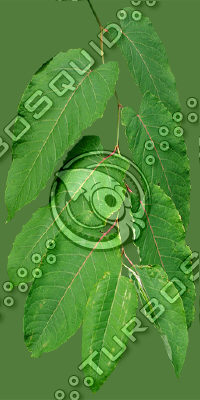 Branch_tropic_3.tga