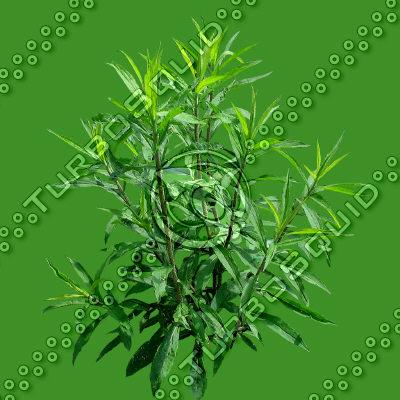Grass_07.tga