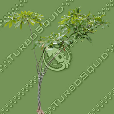 Tree_tropic_08.tga