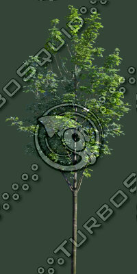 Euro_tree_5.tga