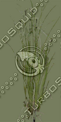 BushL_06.tga