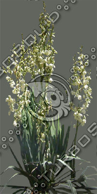BushL_07.tga