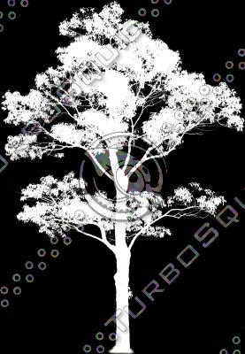 Japanese Horse Chestnut ------------------ High Resolution
