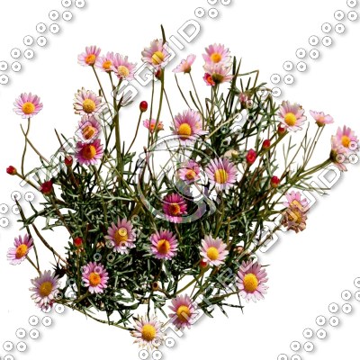 Flower_H_13.tga