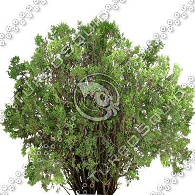 Bush_S_13.tga