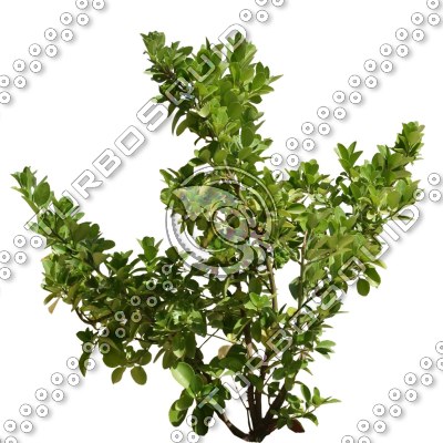 Bush_S_16.tga