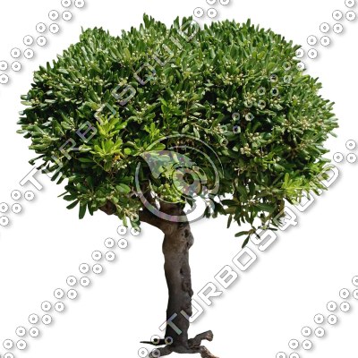 Tree_N_01.tga