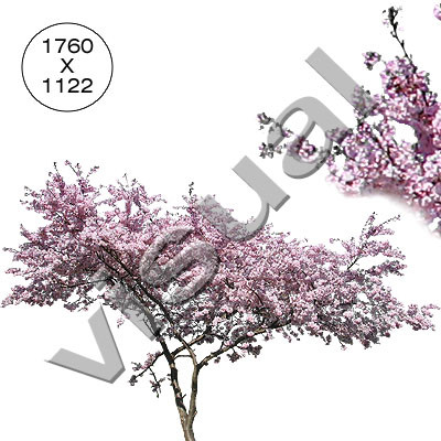 11 trees in full blossom
