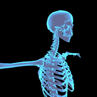 Human Body (Male)