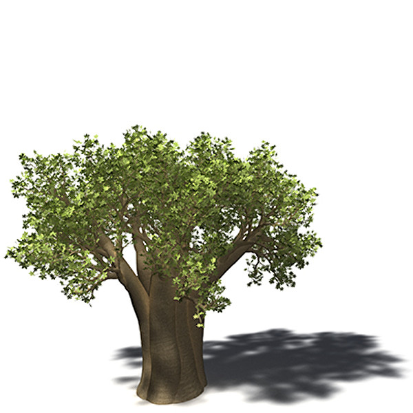 XfrogPlants Baobab