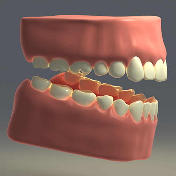3d model human teeth gums - Teeth with gums by Pekdemir
