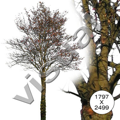 11 middle-sized trees winter