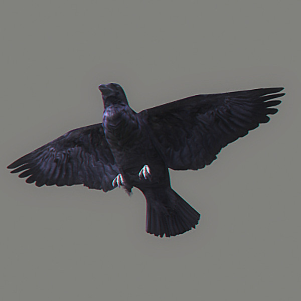 crow max - Crow Animated by NONECG