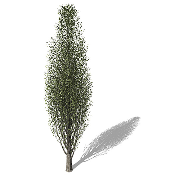maya xfrogplants lombardy poplar tree - XfrogPlants Lombardy Poplar EU by xfrog