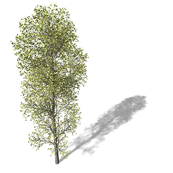 3d model xfrogplants balsam poplar tree - XfrogPlants Balsam Poplar by xfrog