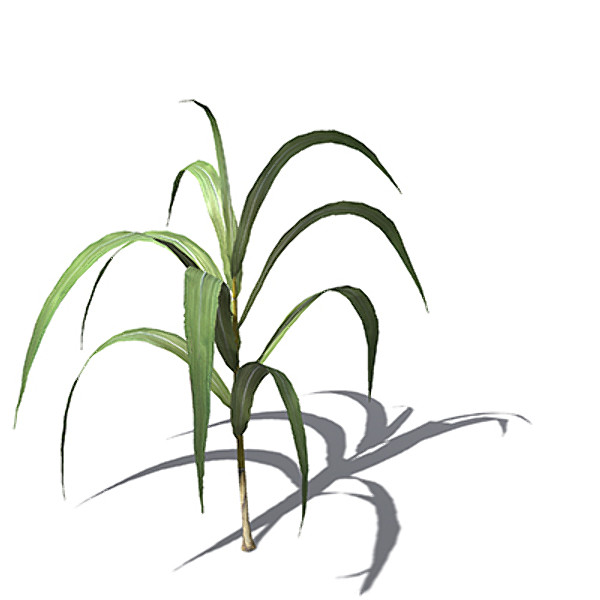 XfrogPlants Sugar Cane