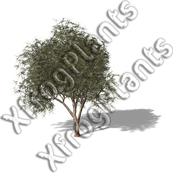 XfrogPlants Mediterranean Trees DVD