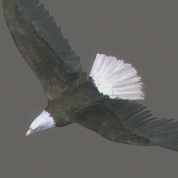 Animated Bald & Golden Eagles