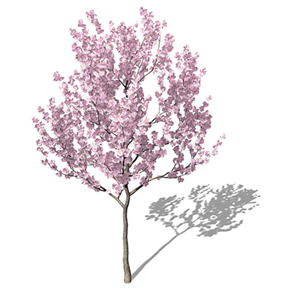 XfrogPlants Blossoming Kanzan Cherry