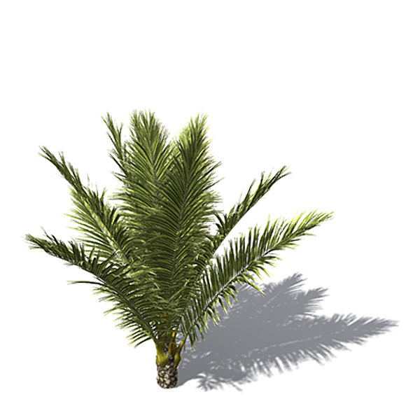 XfrogPlants Canary Date Palm