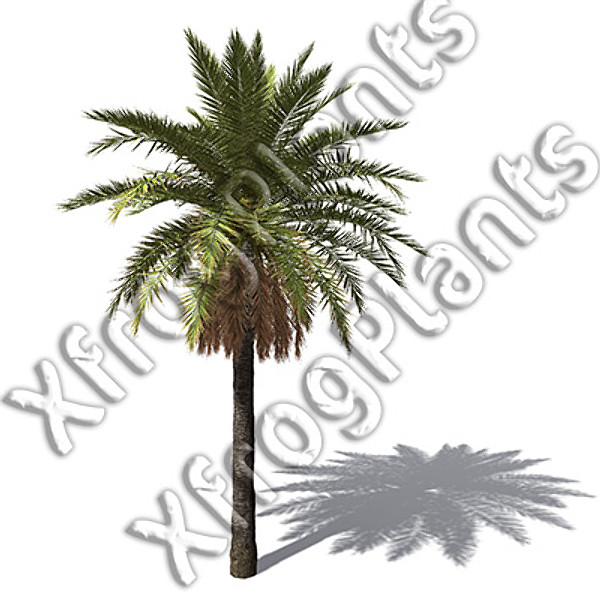 XfrogPlants Tropical Trees and Plants DVD