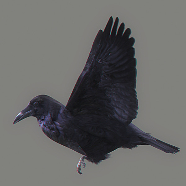 crow max - Crow Animated by NONECG