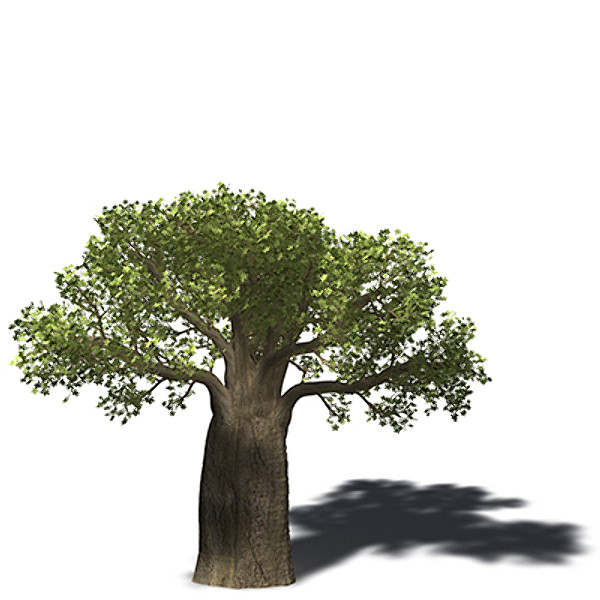 XfrogPlants Baobab